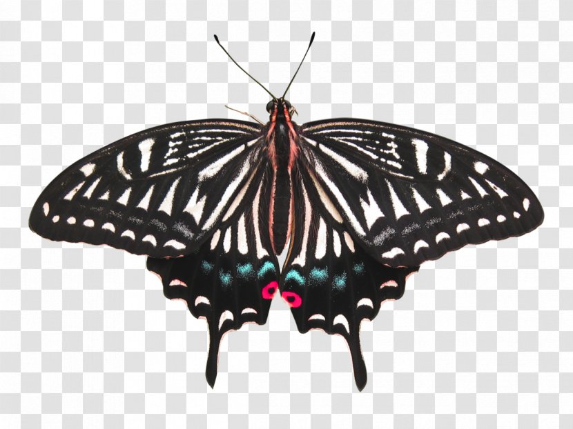 Monarch Butterfly Moth Insect - Wing Transparent PNG