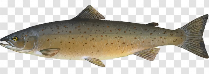 Atlantic Salmon Salmonids Fish Farming - Organism - Cute Cliparts Transparent PNG