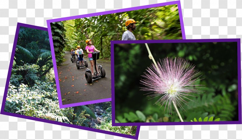 World Botanical Gardens Hawaii Belt Road Zip-line - Collage - Hawaiian Islands Transparent PNG