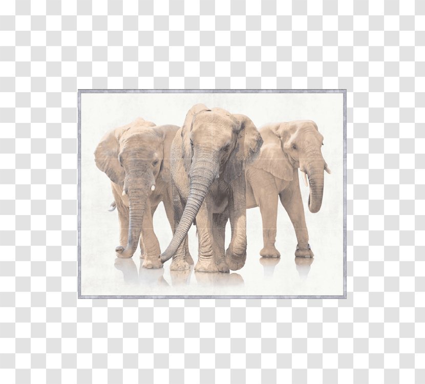 African Bush Elephant Stock Photography Royalty-free - Elephants And Mammoths - Posters Copywriter Floor Transparent PNG