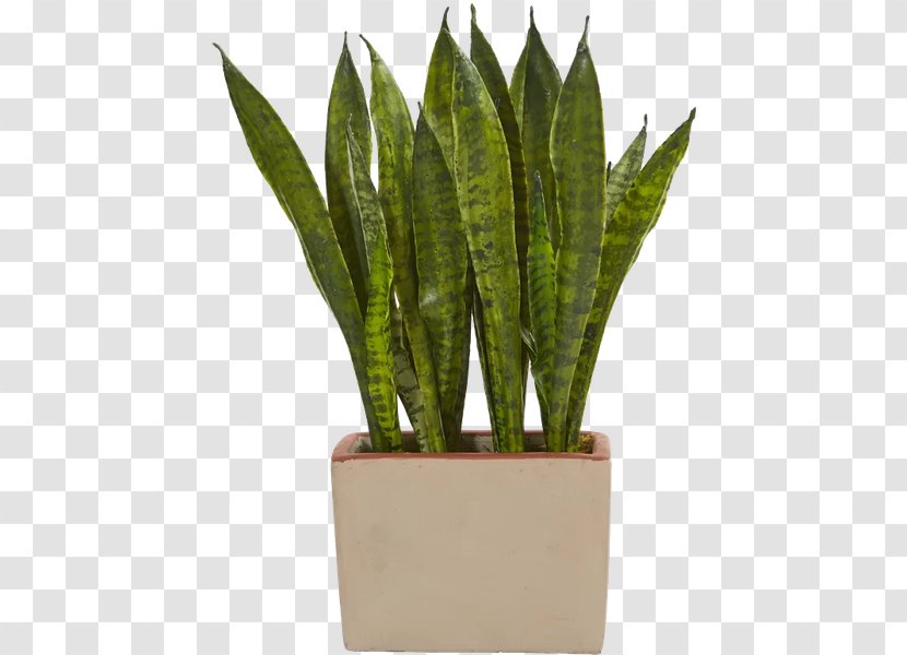 Viper's Bowstring Hemp Nearly Natural Sansevieria Cylindrica Plants Succulent Plant - Houseplant - Png Kirkii Transparent PNG