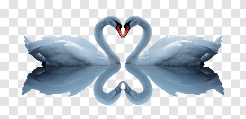 Cygnini Adobe Illustrator - Beak - One Pair Of Swans Transparent PNG