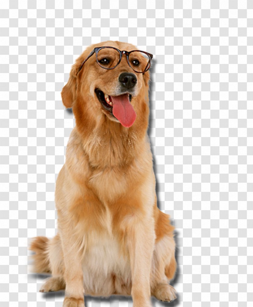 Golden Retriever Labrador Puppy Cat Pet - Dog Toy - Wearing Glasses Transparent PNG