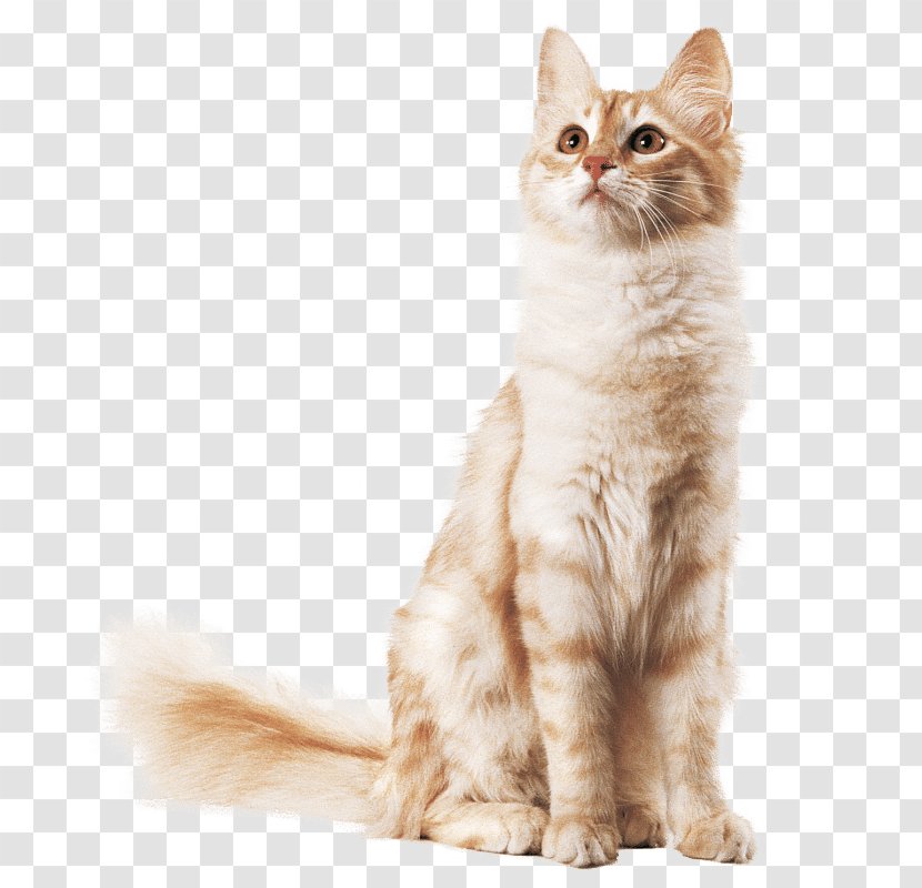 Kitten Maine Coon Balinese Cat Turkish Angora American Wirehair - Like Mammal Transparent PNG