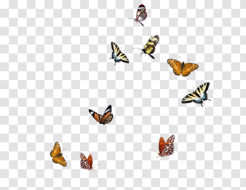 Butterfly Insect Transparent PNG