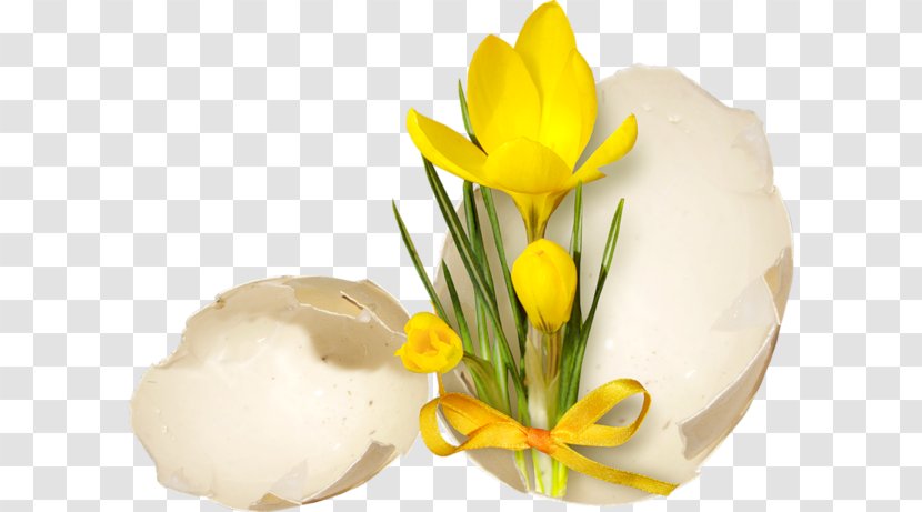 Easter Egg Monday November - Flowering Plant Transparent PNG