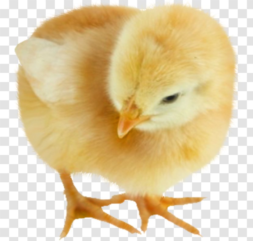 Chicken Animal Drawing - Chickens Transparent PNG