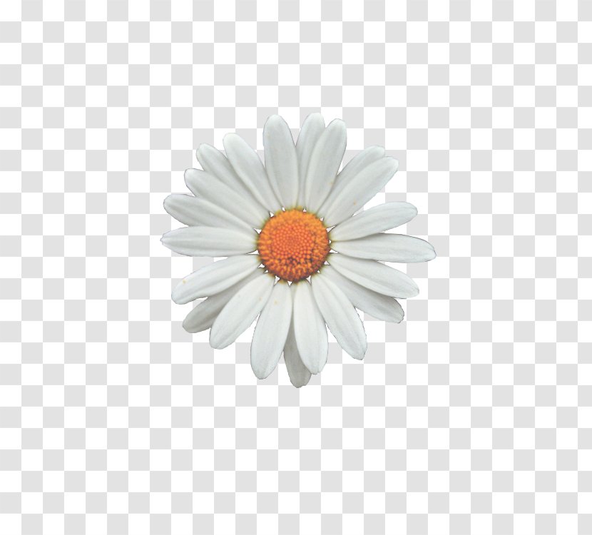 Common Daisy Flower Clip Art - Bell Transparent PNG