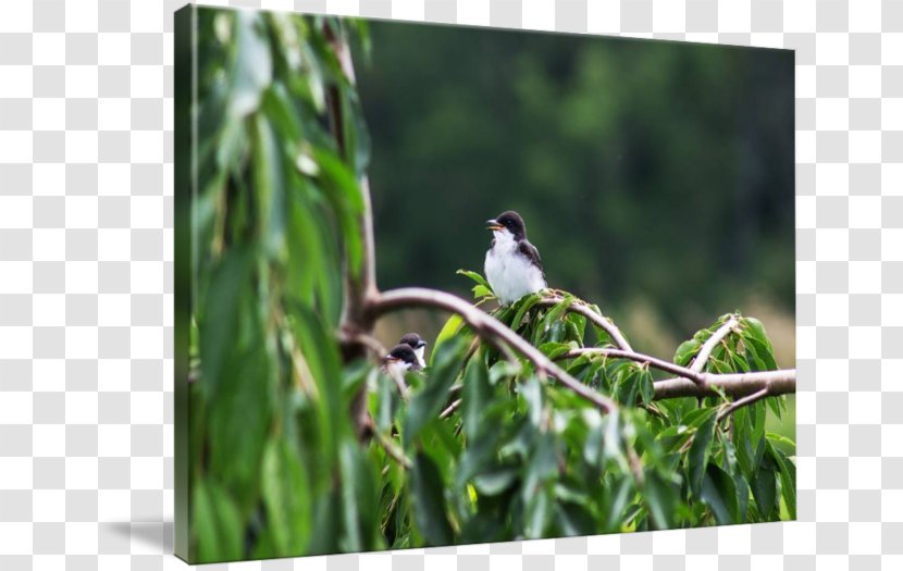 Finch Ecosystem Fauna Beak Wildlife - Birds Tree Transparent PNG