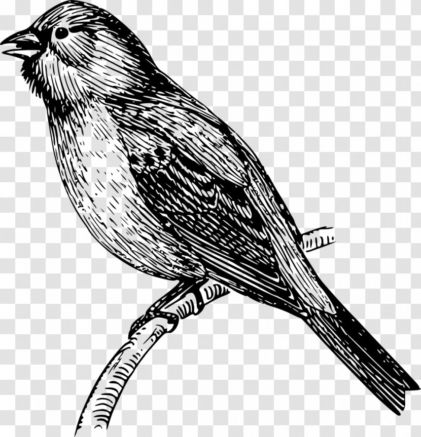 Drawing Clip Art - Black And White - Finch Transparent PNG