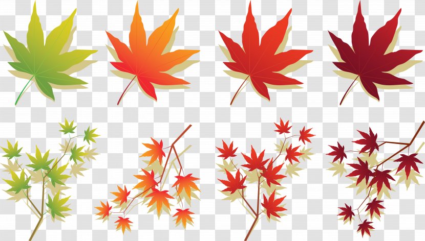 Maple Leaf Japanese Autumn Color - Plant Transparent PNG
