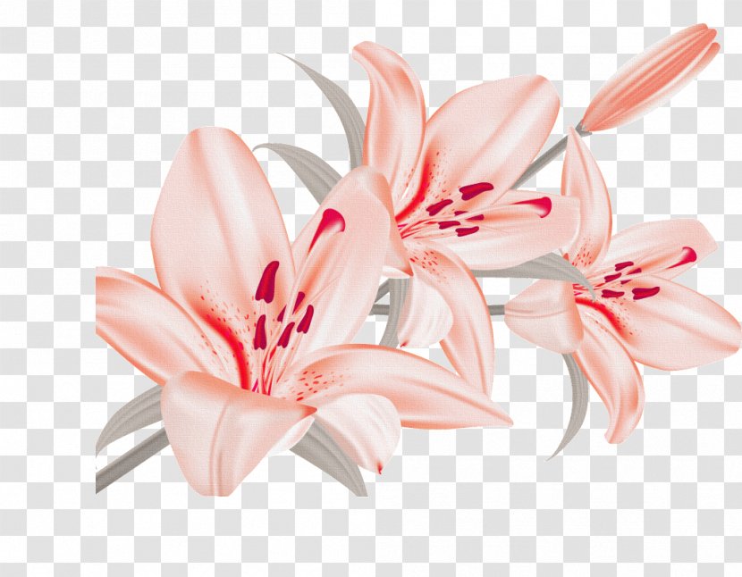 Clip Art Vector Graphics Flower Image - Bouquet - Novi Sad Transparent PNG