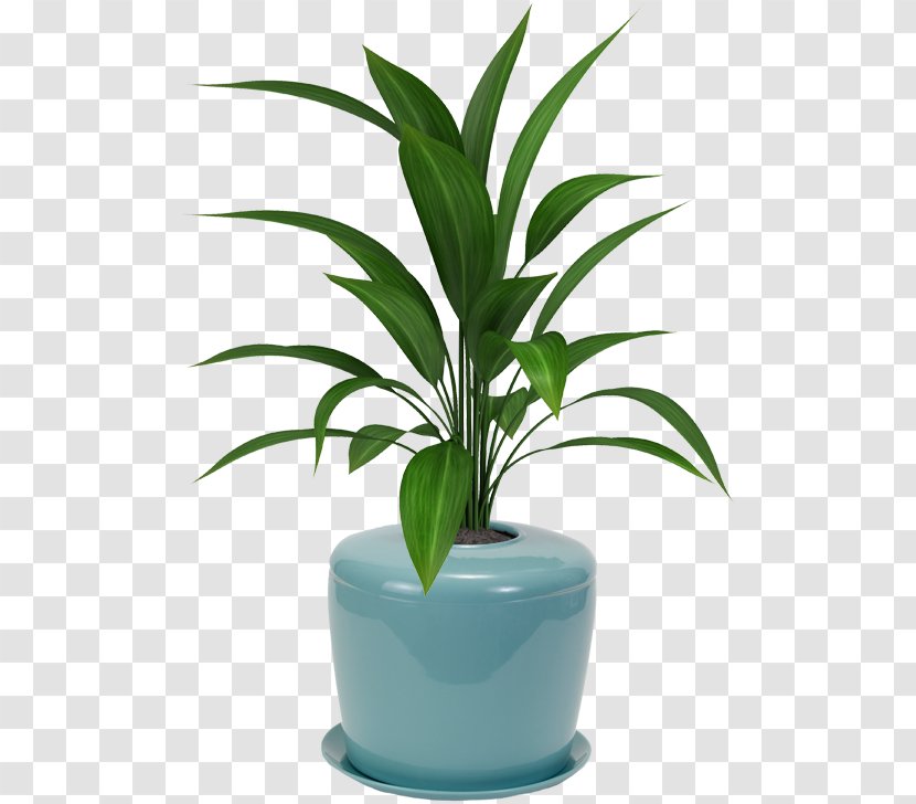 Houseplant Flowerpot Viper's Bowstring Hemp Plants Palm Trees - Flower - Bonsai Cultivation And Care Transparent PNG