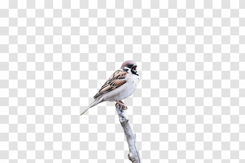 Bird Beak Sparrow Perching Songbird - Twig Wildlife Transparent PNG