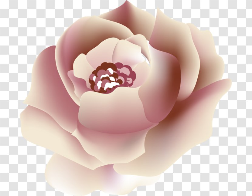 Garden Roses Peony Desktop Wallpaper Pink M - Beauty Images Transparent PNG