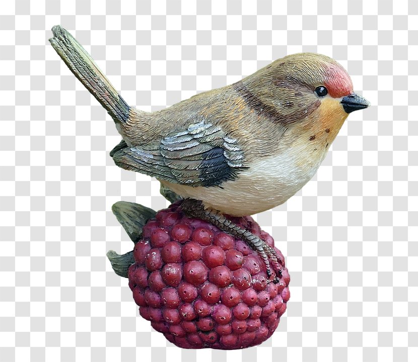 Bird Wren - Fruit - Raspberries Transparent PNG