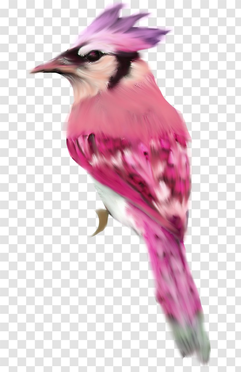 Bird Starling Clip Art - Neck - Birds Transparent PNG