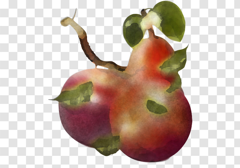 Natural Foods Plant Fruit Pear Accessory Fruit Transparent PNG