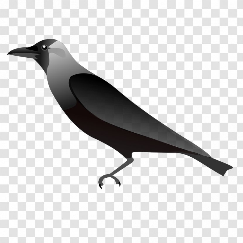 American Crow - Drawing Transparent PNG