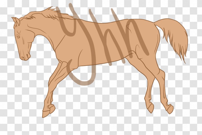 Mane Foal Pony Stallion Mustang - Colt Transparent PNG