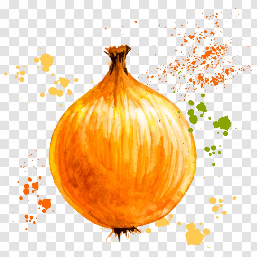 Onion Ring Vegetable Watercolor Painting - Vector Drawing Transparent PNG