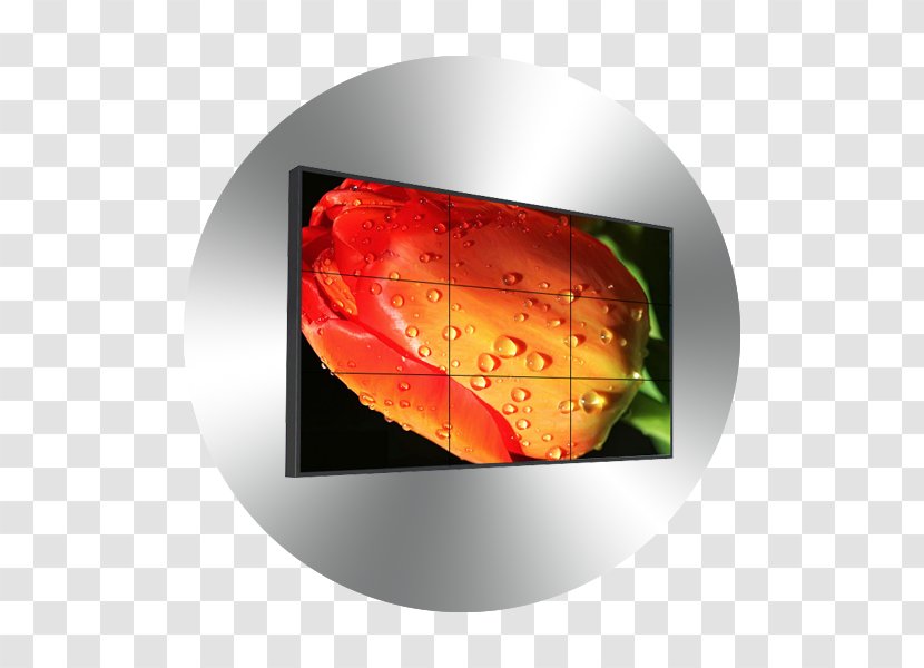 Flower Tulip Drop Photography Petal - Water - Video Wall Transparent PNG