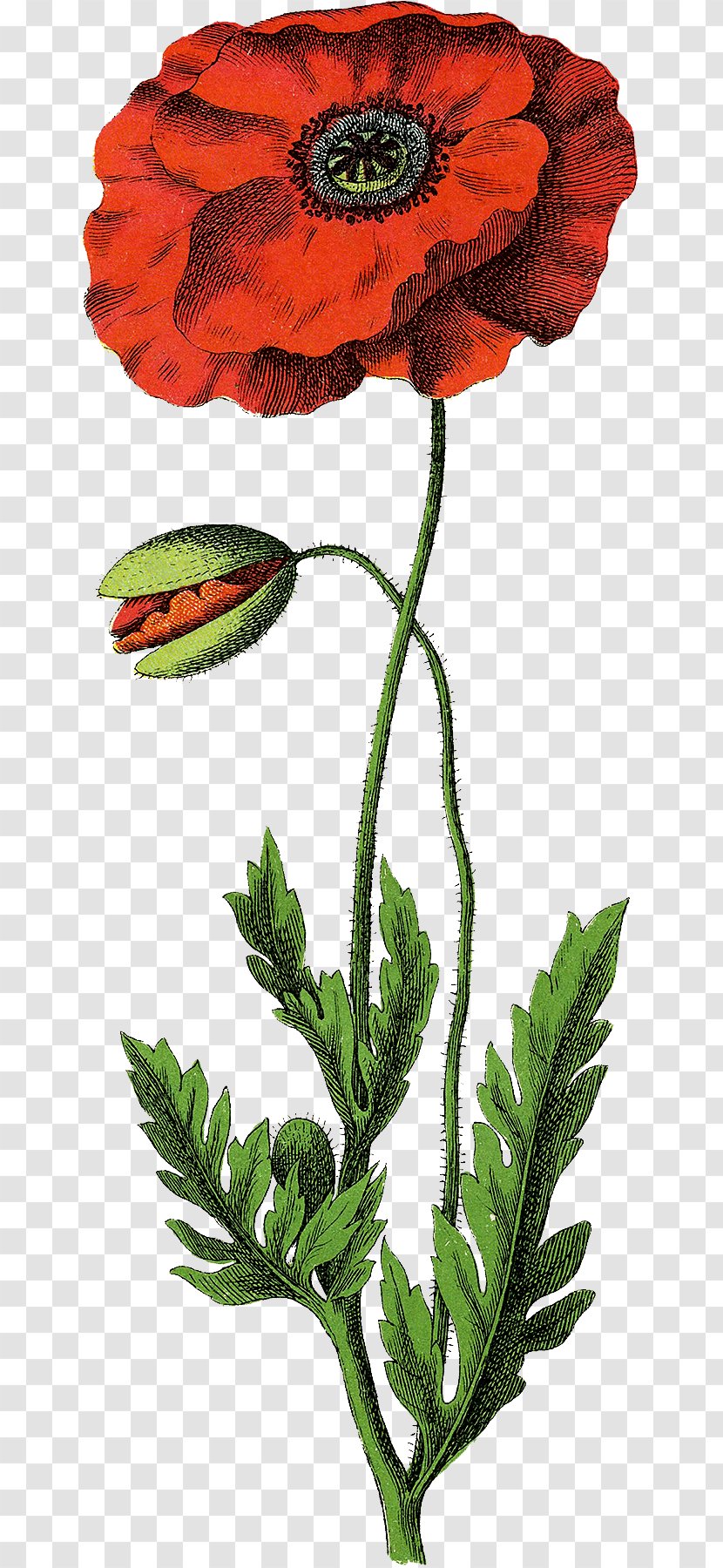 Opium Poppy Common Botanical Illustration - Speckled Button Transparent PNG