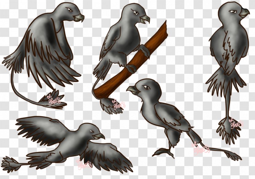 Beak Bird Of Prey Puffin Fauna - Crow Transparent PNG