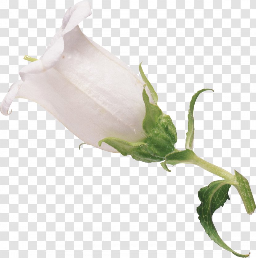 Flower Blume Petal Bud Plant Stem Transparent PNG