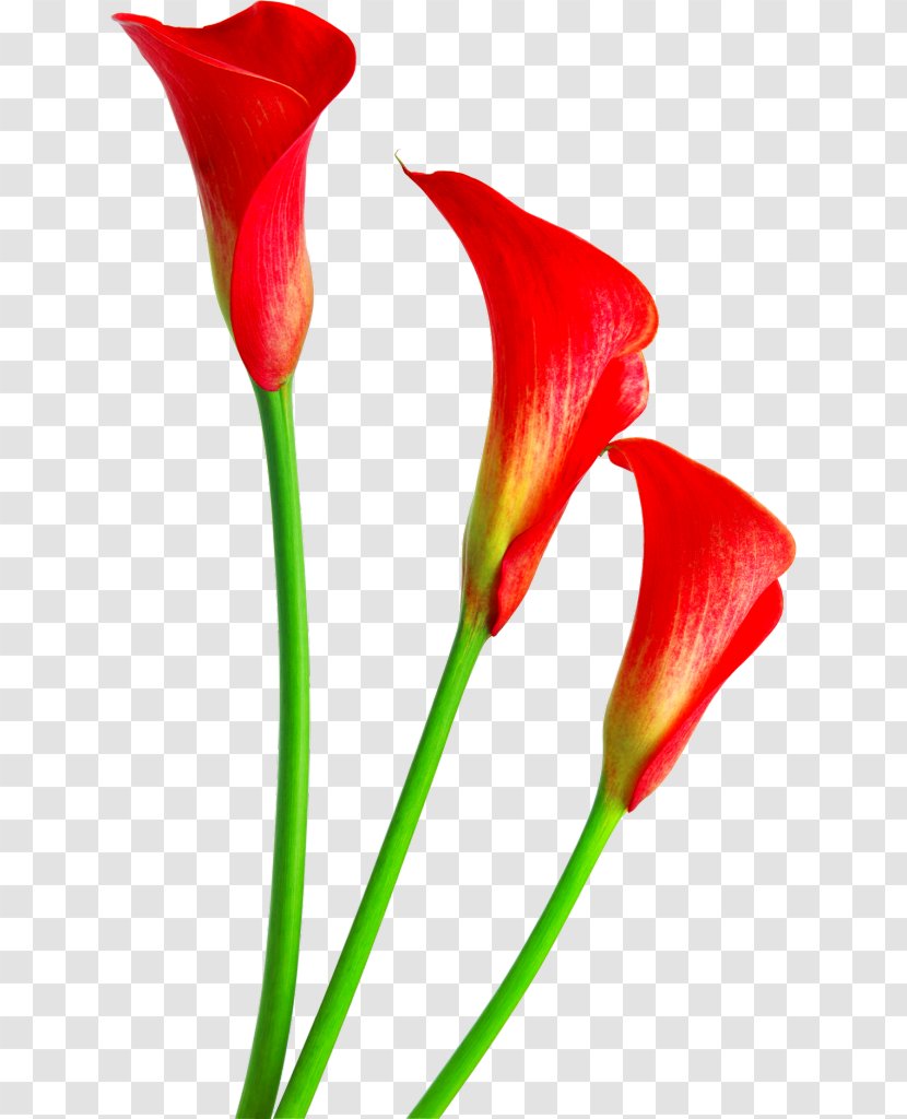 Cut Flowers Lilium Lapit Clip Art - Calla Lily - Burgundy Transparent PNG