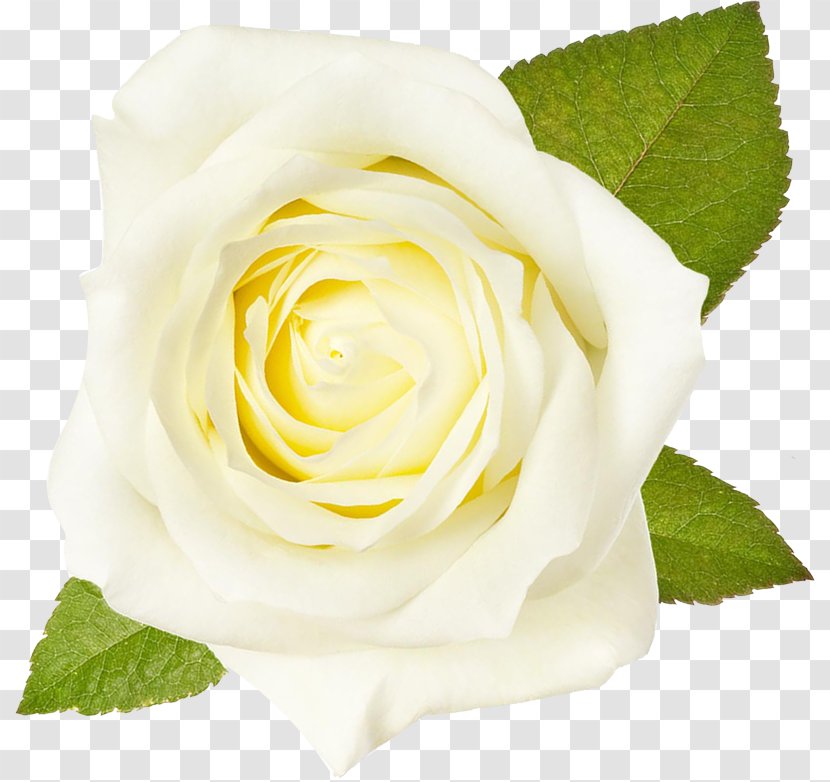 Garden Roses White Flower Cabbage Rose Floribunda Transparent PNG