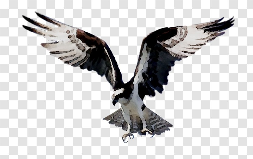 Bald Eagle Bird Of Prey - Wing Transparent PNG