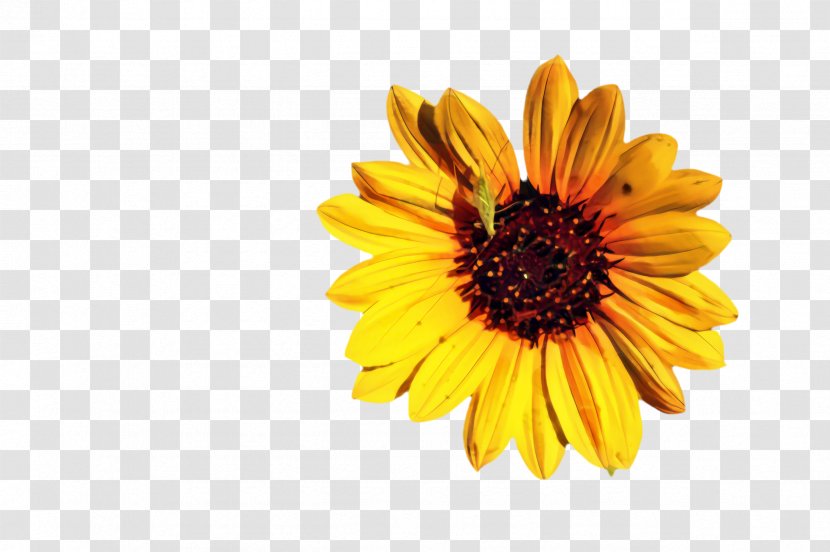 Marigold Flower - Yellow - Perennial Plant Wildflower Transparent PNG