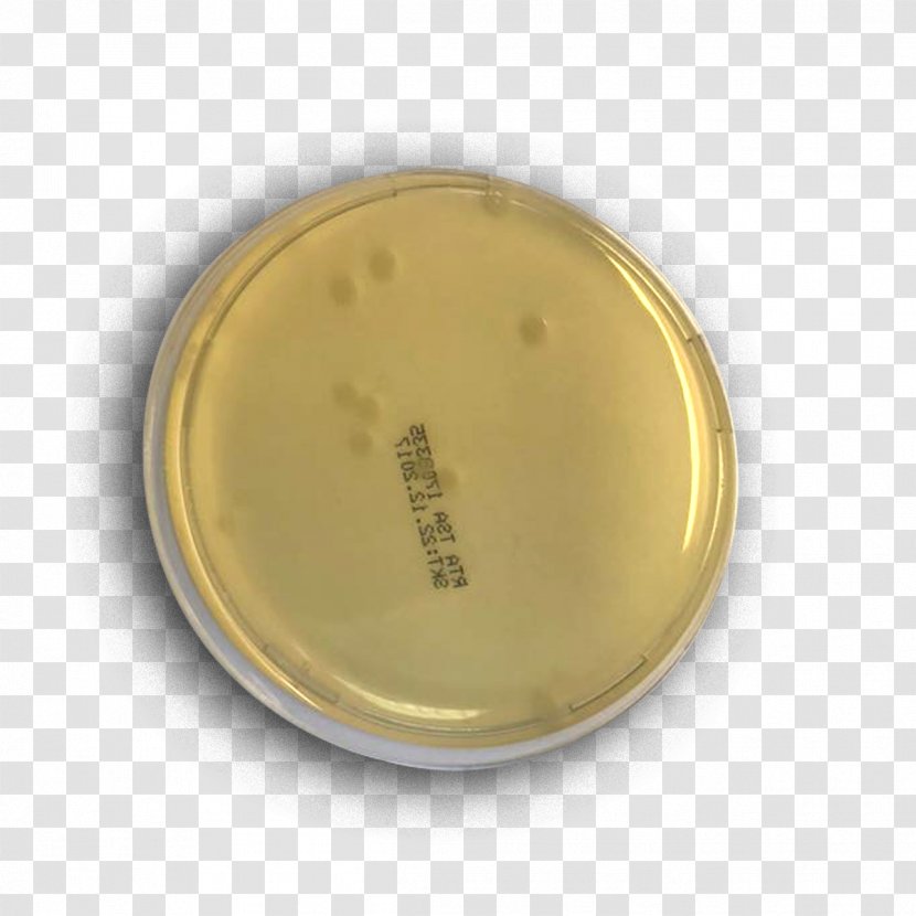 Microbiology Research Petri Dishes Growth Medium Industry - Dishware - Molecular Diagnostics Transparent PNG
