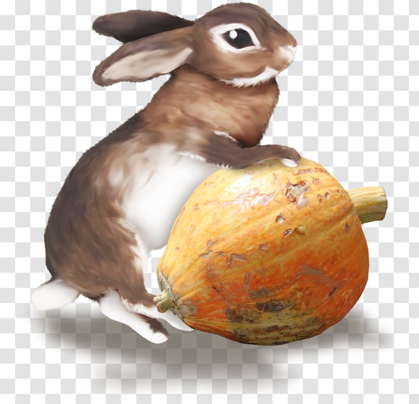 Domestic Rabbit European Hare Easter Bunny - Bad Transparent PNG