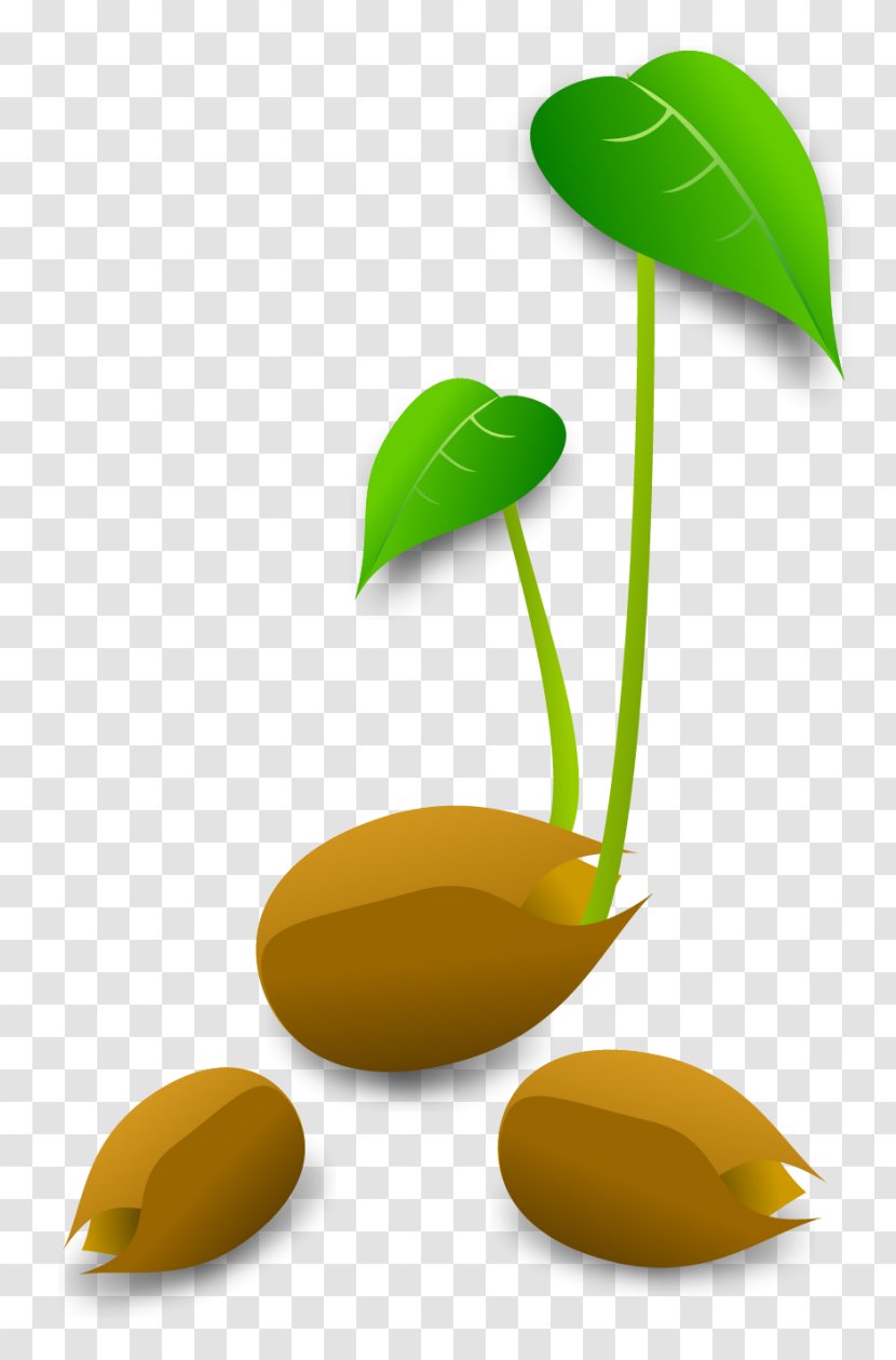 Sprouting Plant Germination Clip Art - Sprout Transparent PNG