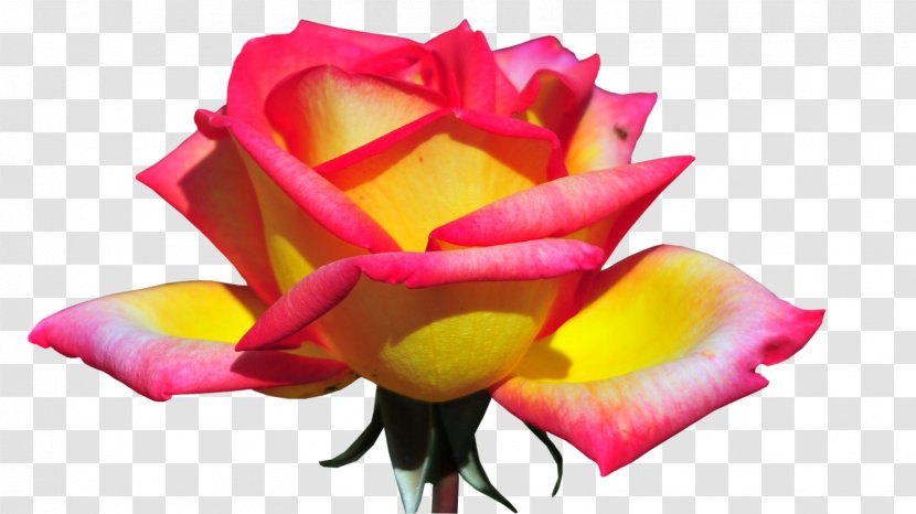 Garden Roses Cut Flowers Bud - Yellow - Photoshop Transparent PNG
