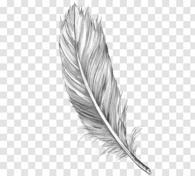 Bird Drawing Feather Art Sketch - Monochrome Transparent PNG