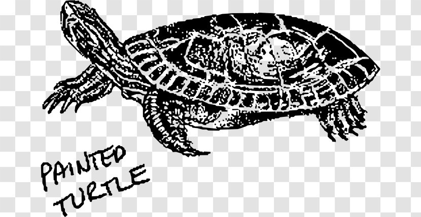 Hawksbill Sea Turtle Clip Art Transparent PNG