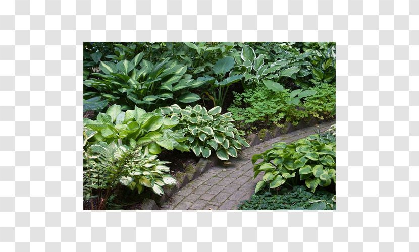 Groundcover Evergreen Subshrub Landscaping - Plant - Peruvian Lily Transparent PNG