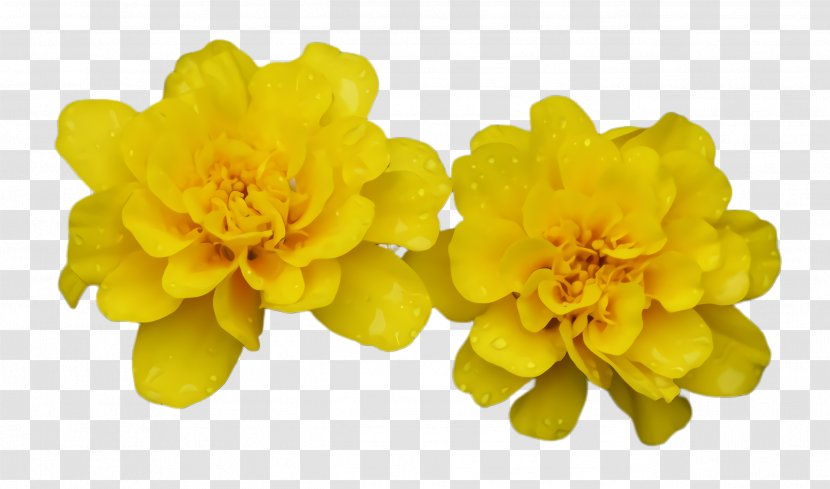 Marigold Flower - Blossom - Tagetes Plant Transparent PNG