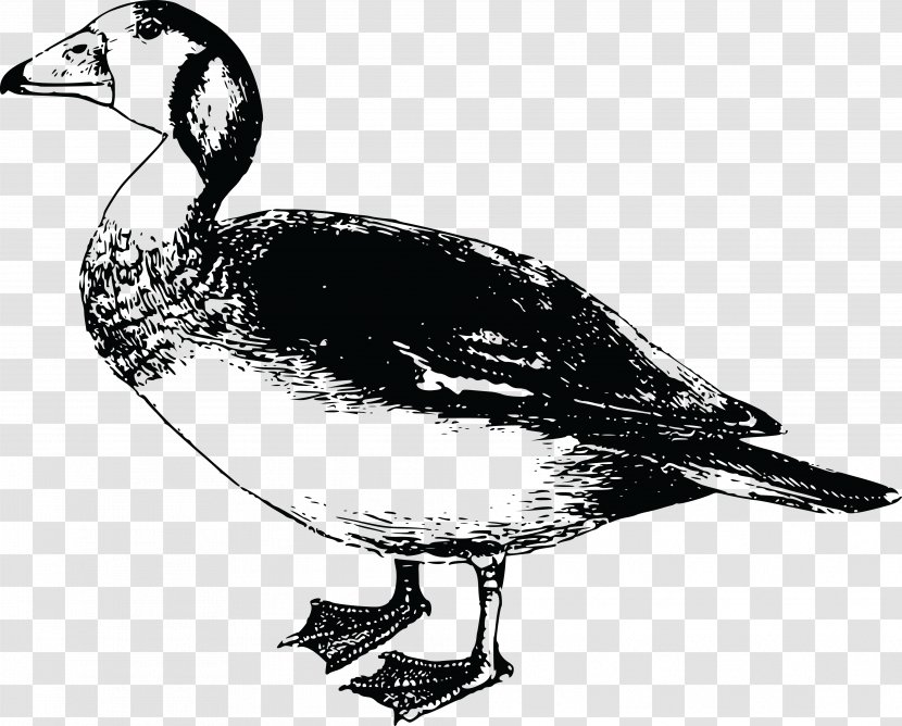 Africa Goose Bird Duck Clip Art - Organism Transparent PNG