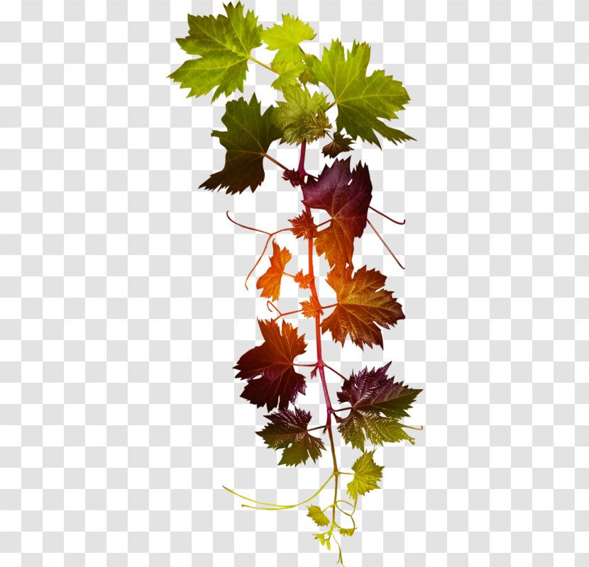 Grape Leaf - Plant Transparent PNG