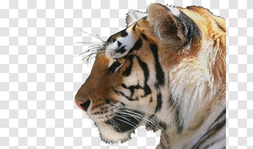 Bengal Tiger Lion Siberian Cat Golden - Fur Transparent PNG