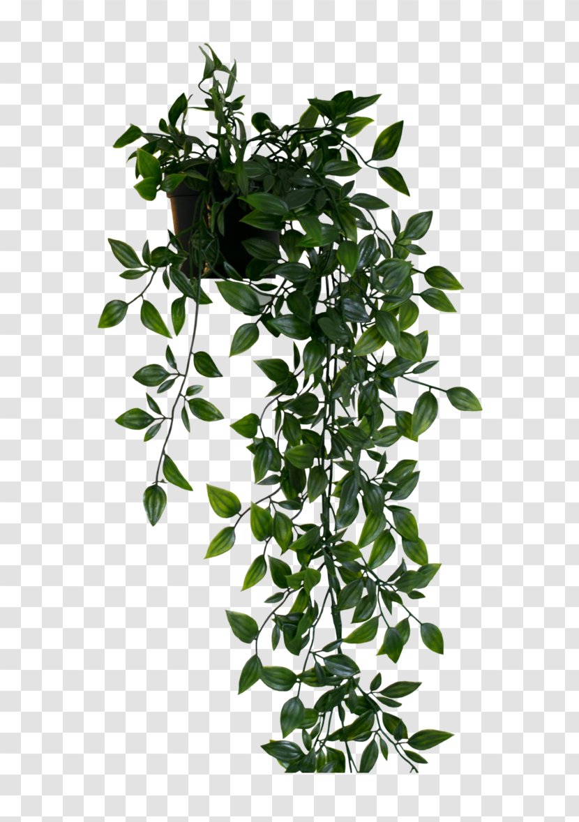 Image Table Shelf Bathroom Houseplant - Curry Tree - Plants Hanging Transparent PNG