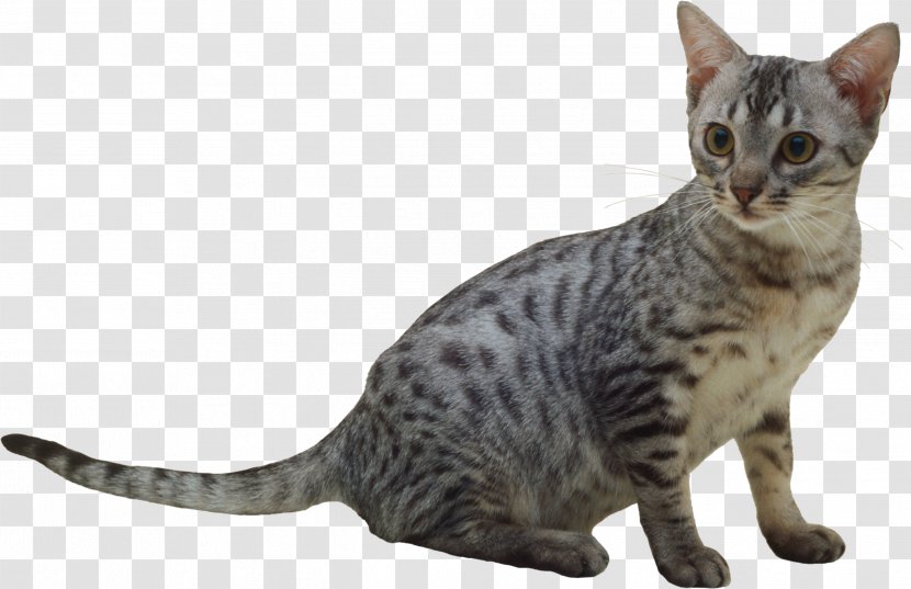 American Shorthair Javanese Cat Oriental California Spangled Sokoke - Dragon Li Transparent PNG