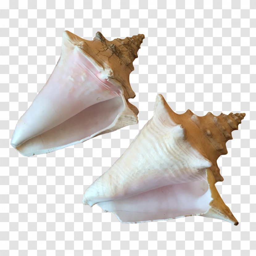 Conchology Shankha - Queen Conch Shell Transparent PNG