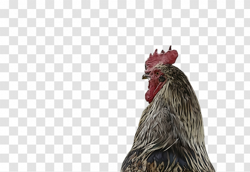 Chicken Rooster Bird Comb Beak Transparent PNG