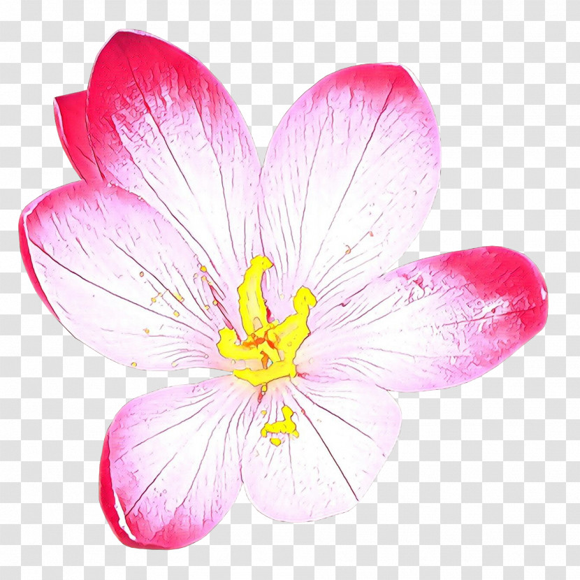 Petal Flower Pink Plant Wildflower Transparent PNG