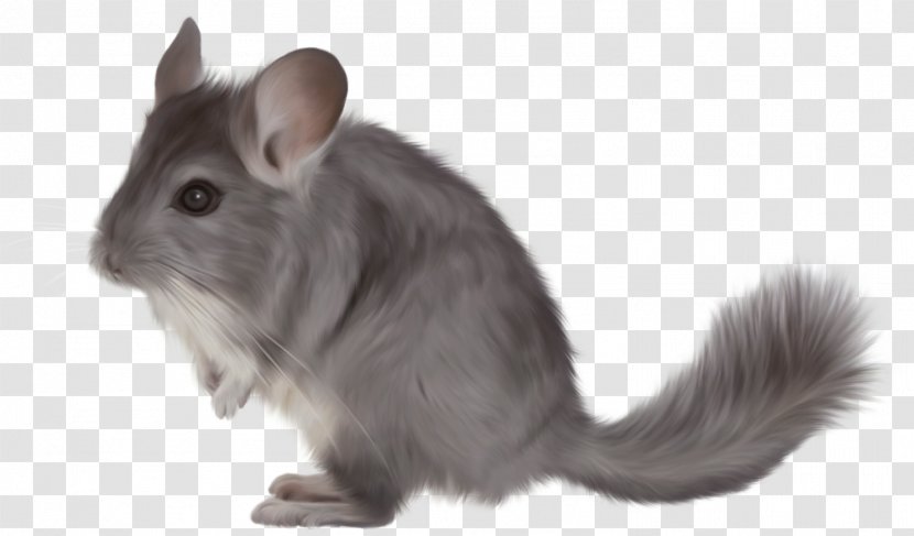 Short-tailed Chinchilla Rodent Clip Art - Whiskers - Gerbil Transparent PNG